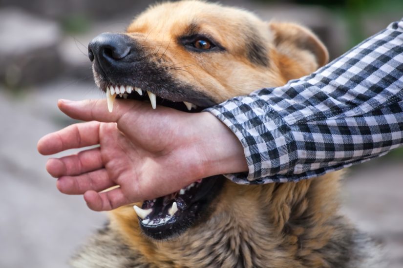 Dog Biting Hand